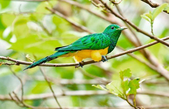 Ankasa Conservation Area